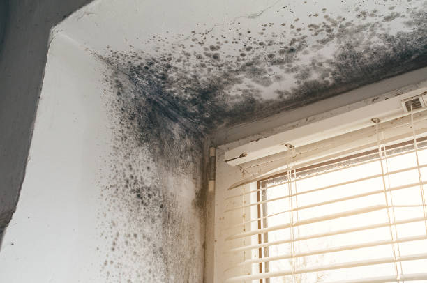 Affordable Mold Remediation solutions in Clinton, MI